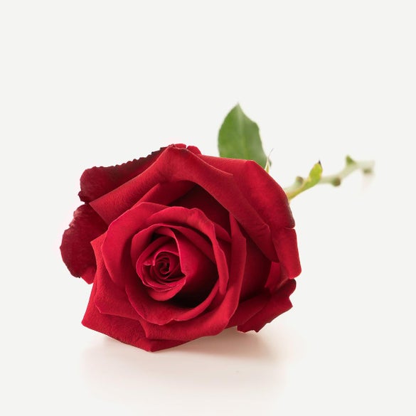 Langstilket rød rose